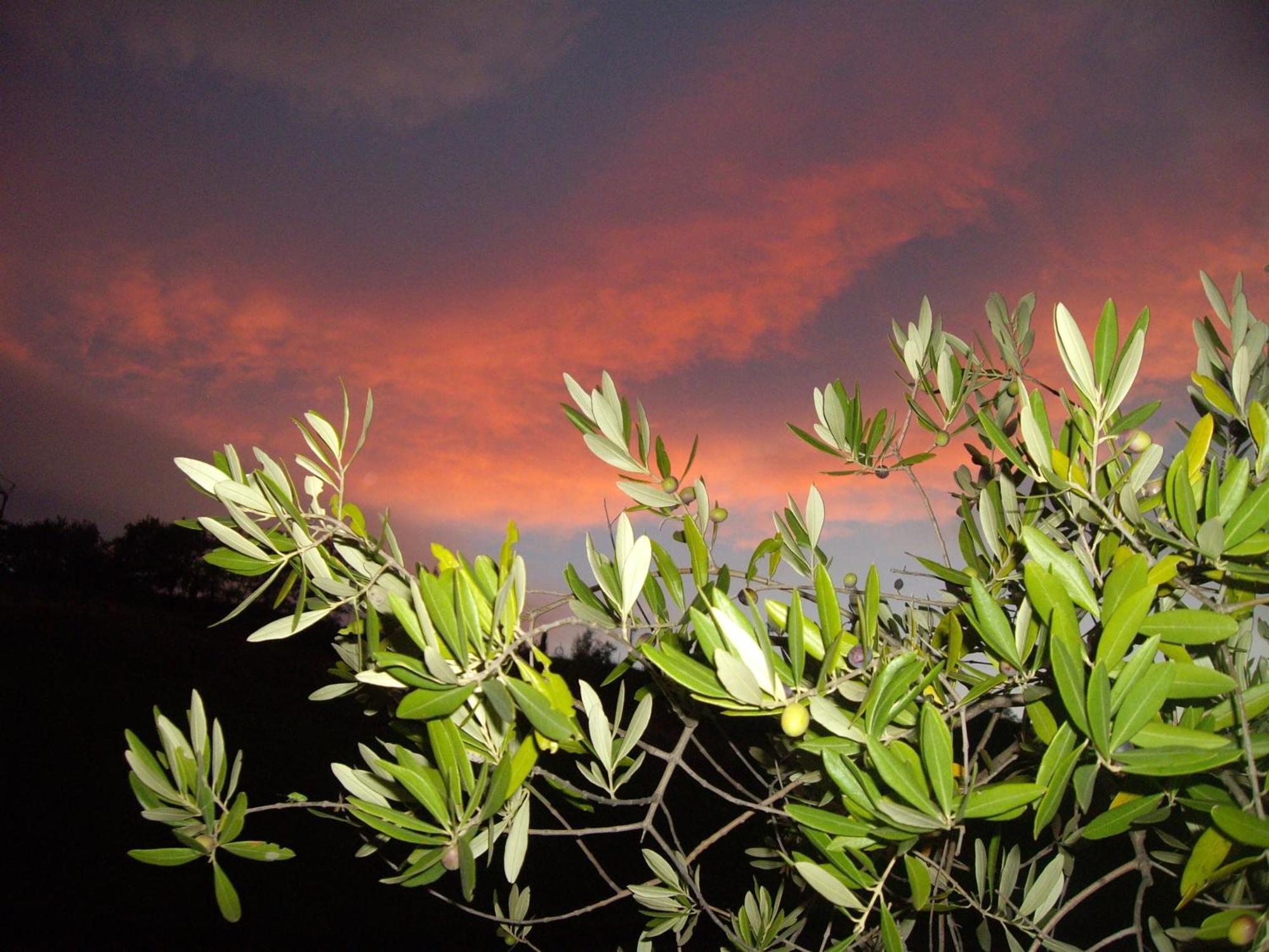 Agriturismo Il Borgo Degli Ulivi Roseto Degli Abruzzi Luaran gambar