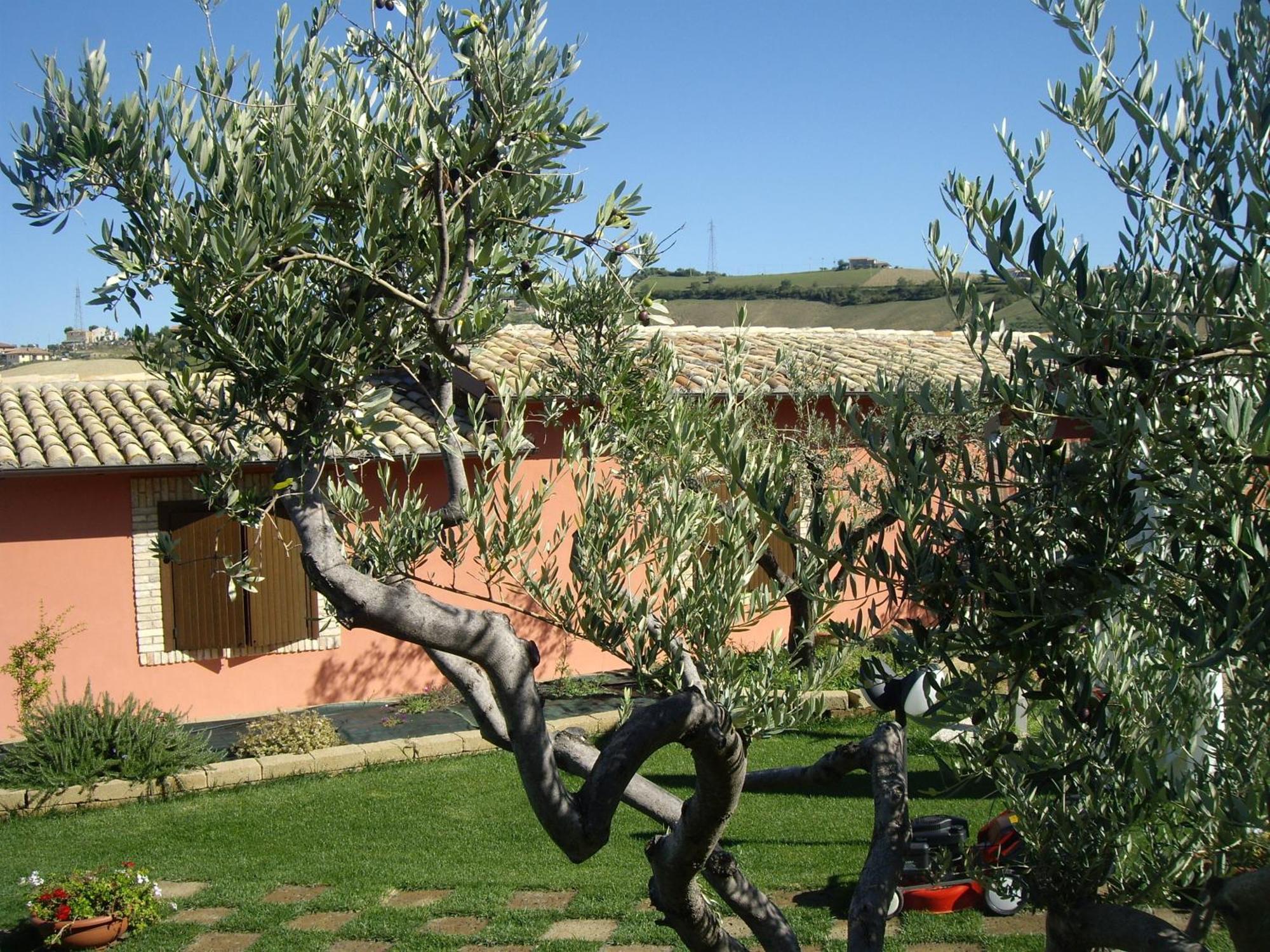 Agriturismo Il Borgo Degli Ulivi Roseto Degli Abruzzi Luaran gambar