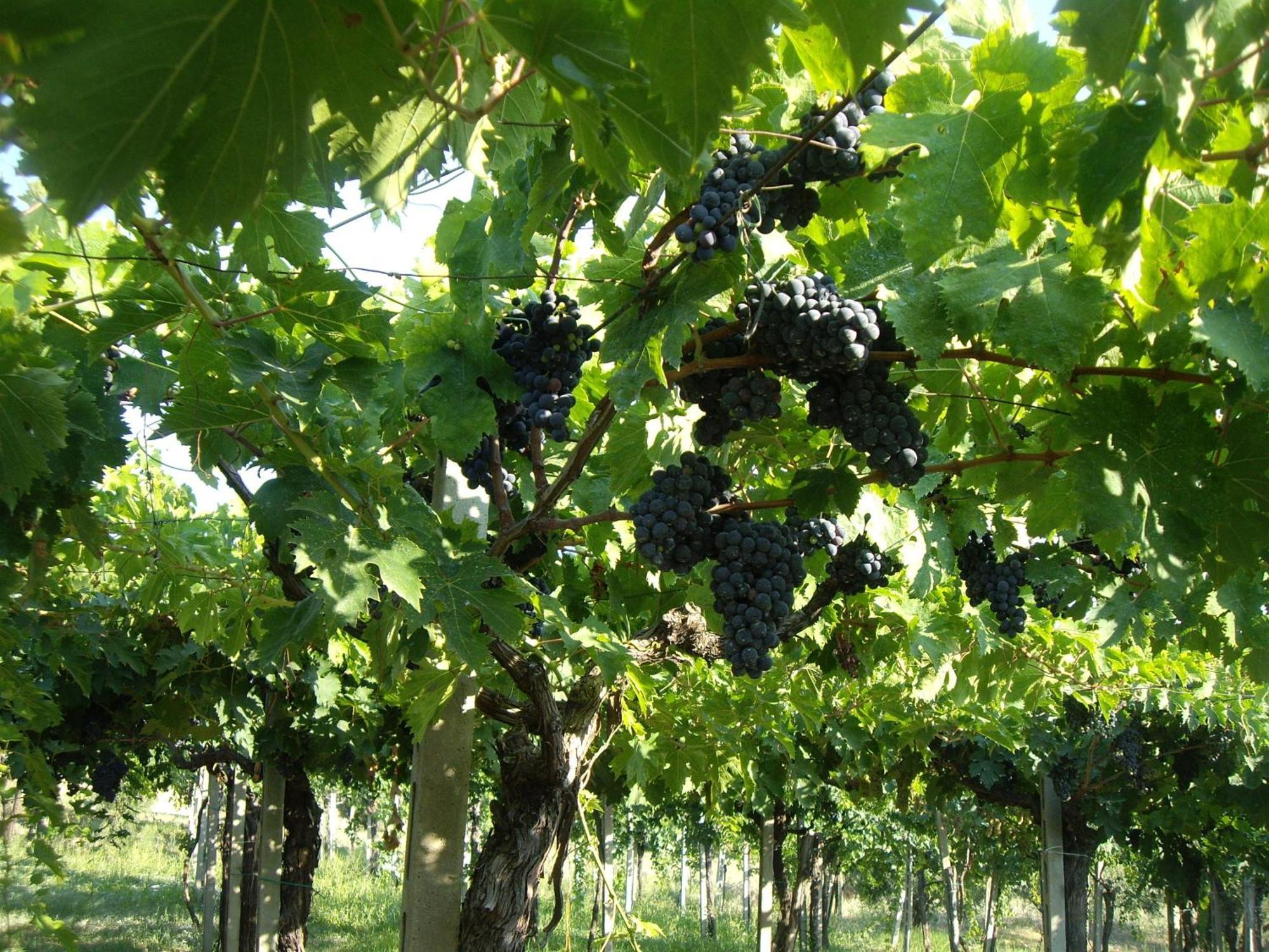 Agriturismo Il Borgo Degli Ulivi Roseto Degli Abruzzi Luaran gambar