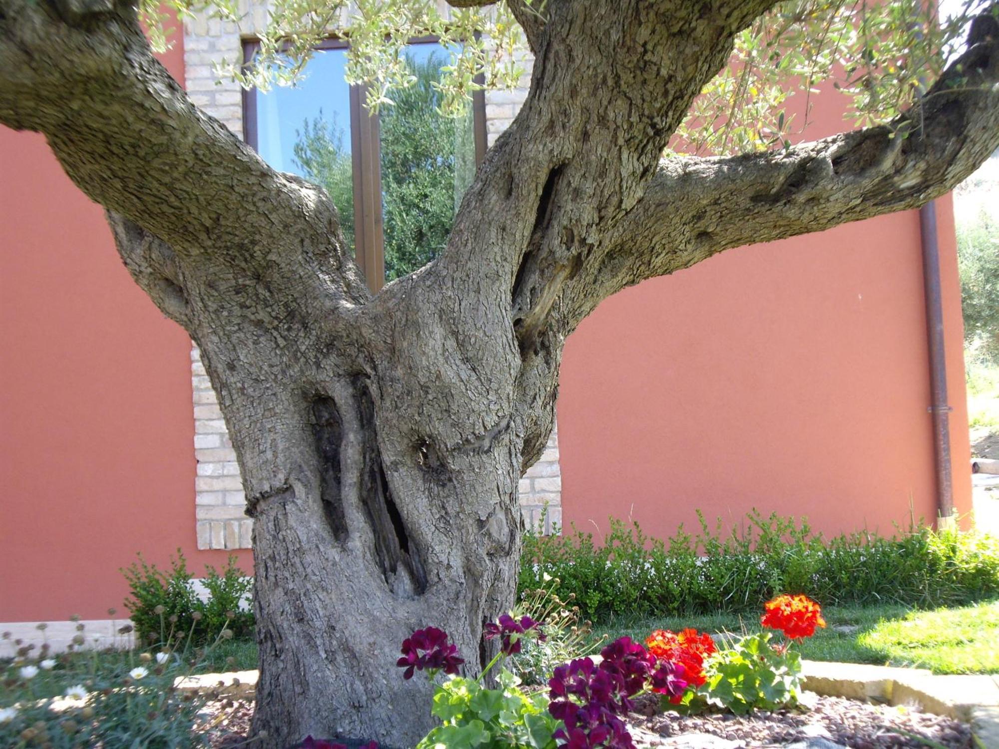 Agriturismo Il Borgo Degli Ulivi Roseto Degli Abruzzi Luaran gambar